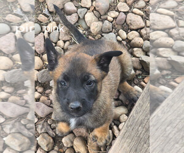 Medium Photo #11  Breeder Profile in OSHKOSH, WI, USA