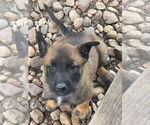 Small #10 Breeder Profile image