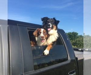 Australian Shepherd Dog Breeder near PINE BUSH, NY, USA