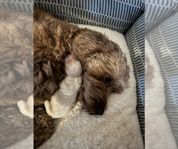 Medium Photo #1  Breeder Profile in CLARKSVILLE, TN, USA