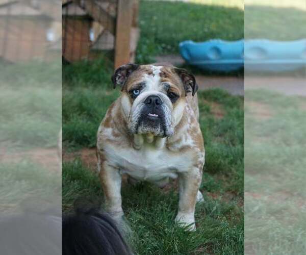 Medium Photo #10  Breeder Profile in LOUISA, VA, USA