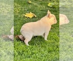 Small #1 Breeder Profile image