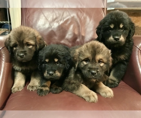 Medium Photo #1  Breeder Profile in LANCASTER, SC, USA