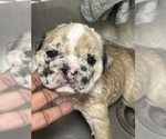 Small #10 Breeder Profile image