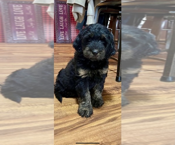 Medium Photo #1  Breeder Profile in ROCKFORD, IA, USA