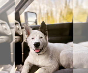 Akita Dog Breeder near BENNETT, WI, USA