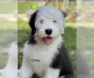 Main photo of Old English Sheepdog Dog Breeder near OCONEE, IL, USA