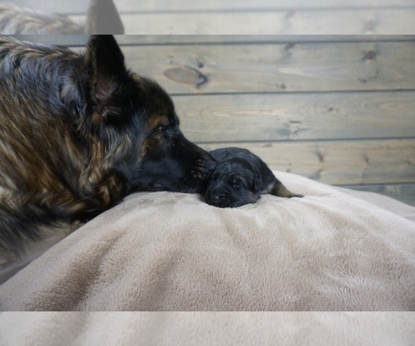 Medium Photo #5  Breeder Profile in CENTERBURG, OH, USA