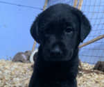 Small Photo #2  Breeder Profile in VALLEY CITY, OH, USA