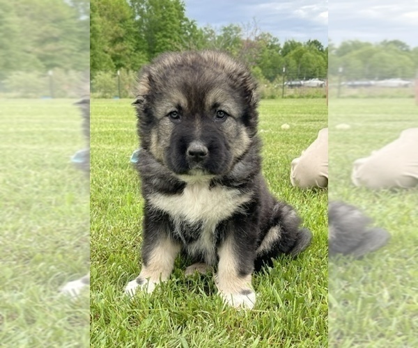 Medium Photo #66  Breeder Profile in TWINING, MI, USA