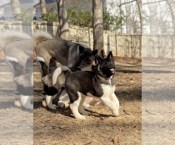 Medium Photo #12  Breeder Profile in MCDONOUGH, GA, USA