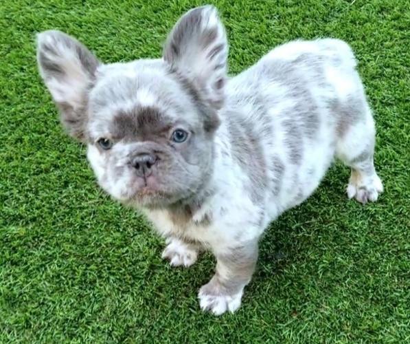 Medium Photo #36  Breeder Profile in LAS VEGAS, NV, USA