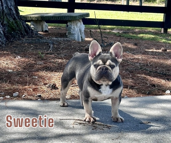 Medium Photo #1  Breeder Profile in DECATUR, GA, USA