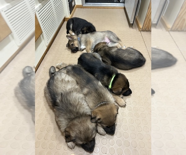 Medium Photo #29  Breeder Profile in DEMING, WA, USA