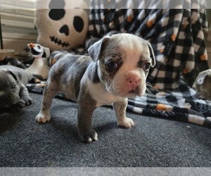 French Bulldog Dog Breeder near SAULT SAINTE MARIE, MI, USA