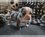 Small breeder photo