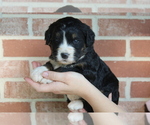 Small #4 Breeder Profile image