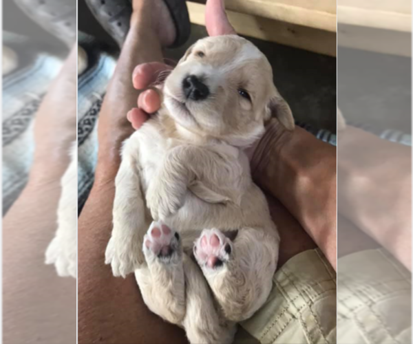 Medium Photo #1  Breeder Profile in BLMGTN, IN, USA