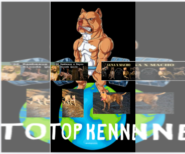 Medium Photo #2  Breeder Profile in PANAMA CITY BEACH, FL, USA