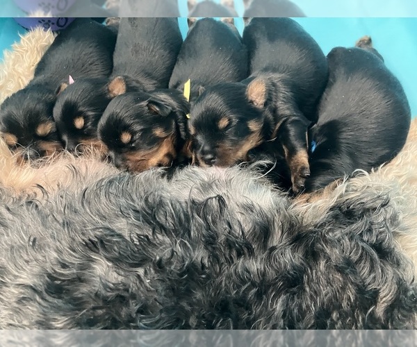 Medium Photo #1  Breeder Profile in RIO, IL, USA