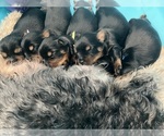 Small breeder photo