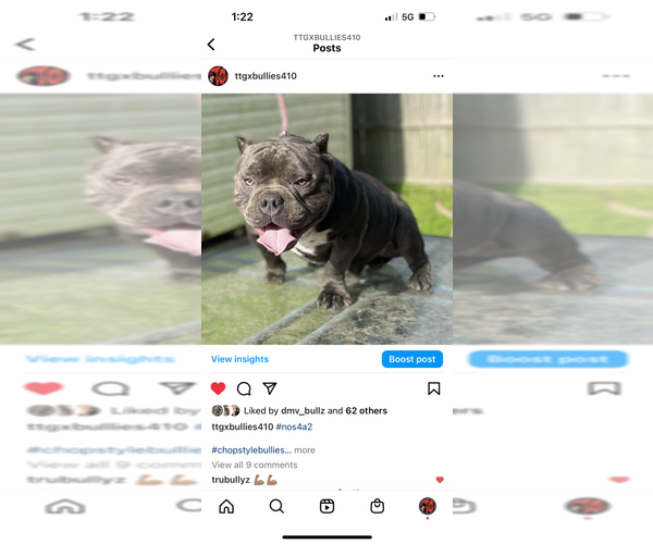 Medium Photo #1  Breeder Profile in MIDDLE RIVER, MD, USA