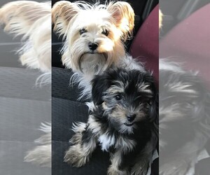 Yorkshire Terrier Dog Breeder near CYPRESS MILL, TX, USA