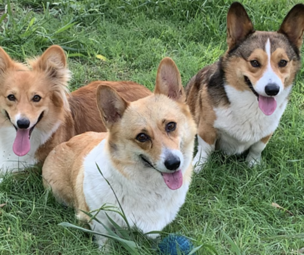 Medium Photo #34  Breeder Profile in MIDLOTHIAN, TX, USA