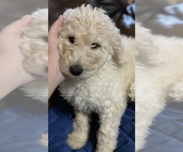 Medium Photo #1  Breeder Profile in WACO, TX, USA