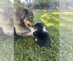 Small #1 Breeder Profile image