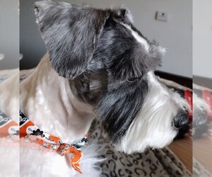 Jack Russell Terrier-Schnauzer (Miniature) Mix Dog Breeder near ENID, OK, USA