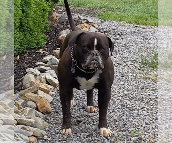 Medium Photo #22  Breeder Profile in COLUMBIA, KY, USA