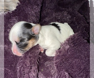 Mal-Shi Dog Breeder near FARMINGTON, MN, USA