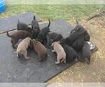 Small #12 Breeder Profile image
