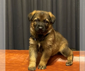 German Shepherd Dog Dog Breeder near HASLET, TX, USA