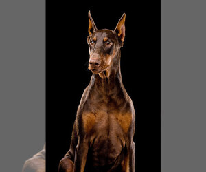 Doberman Pinscher Dog Breeder in ROYAL,  USA