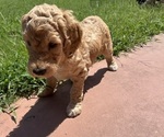 Small #14 Breeder Profile image