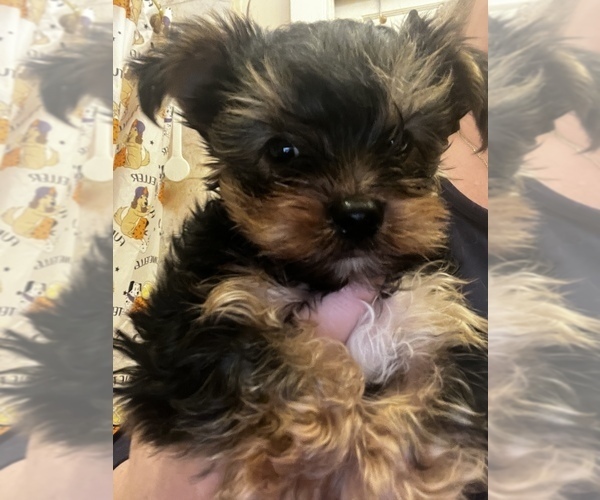 Medium Photo #15  Breeder Profile in MACON, GA, USA