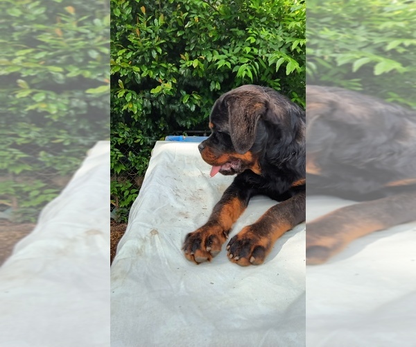 Medium Photo #1  Breeder Profile in TUSCALOOSA, AL, USA