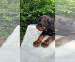 Small breeder photo