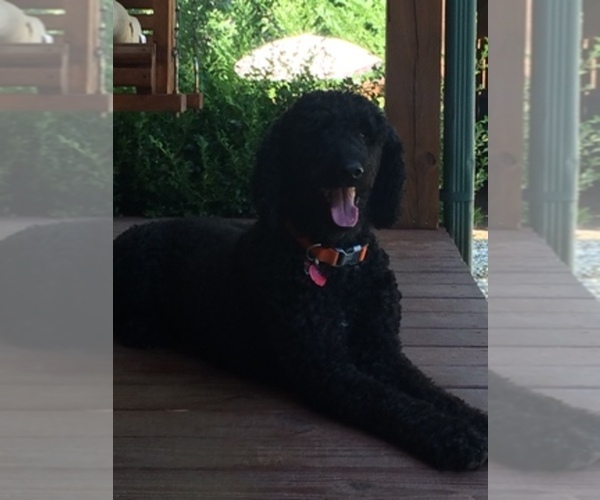 Medium Photo #1  Breeder Profile in DEMOREST, GA, USA