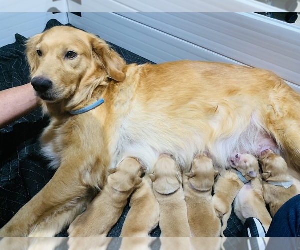 Medium Photo #1  Breeder Profile in BRADENTON, FL, USA