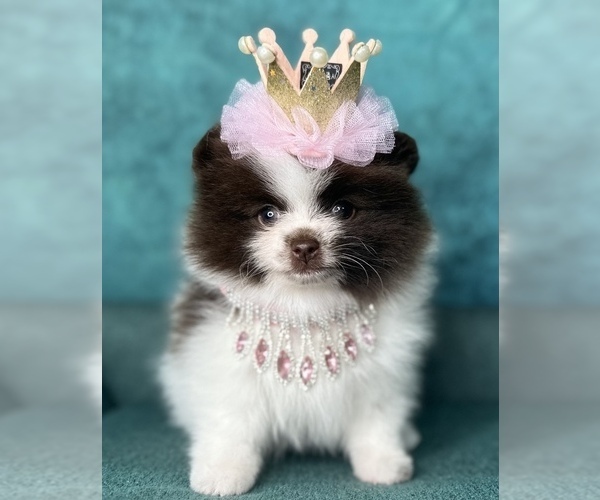 Medium Photo #4  Breeder Profile in BLANCHARD, OK, USA