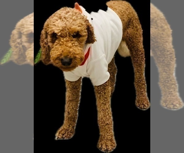 Medium Photo #13  Breeder Profile in HUNTINGTON BEACH, CA, USA