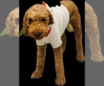 Small #12 Breeder Profile image