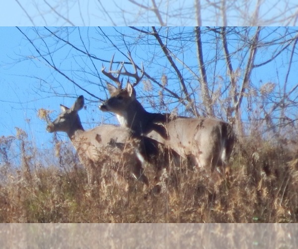 Medium Photo #4  Breeder Profile in SPRAGGS, PA, USA