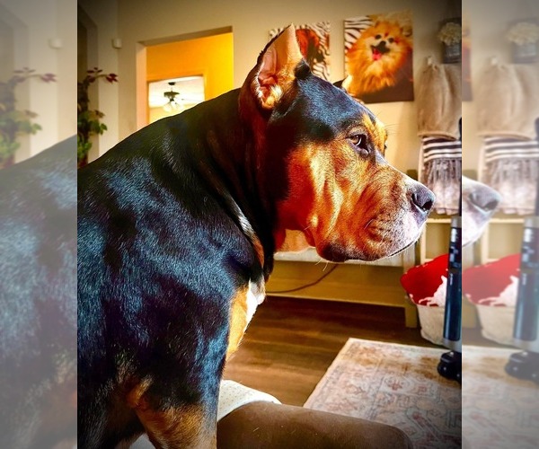 Medium Photo #30  Breeder Profile in FORT MITCHELL, AL, USA
