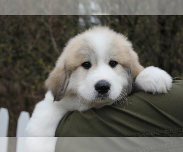 Medium Photo #1  Breeder Profile in SPOONER, WI, USA