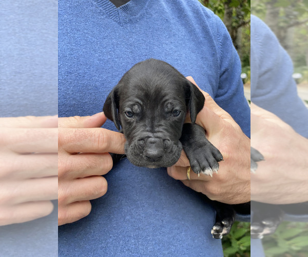 Medium Photo #9  Breeder Profile in LAKE OSWEGO, OR, USA