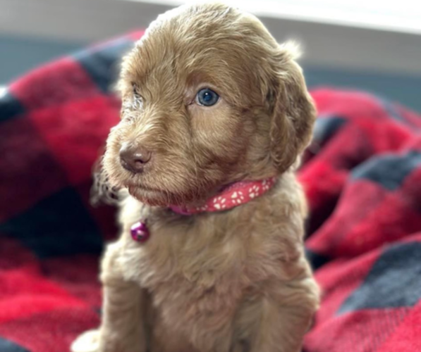 Medium Photo #1  Breeder Profile in CLARENCE, NY, USA